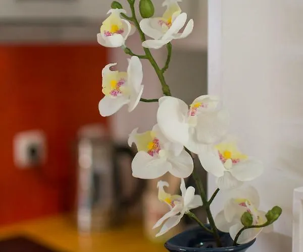 아파트 Allfado 리스본